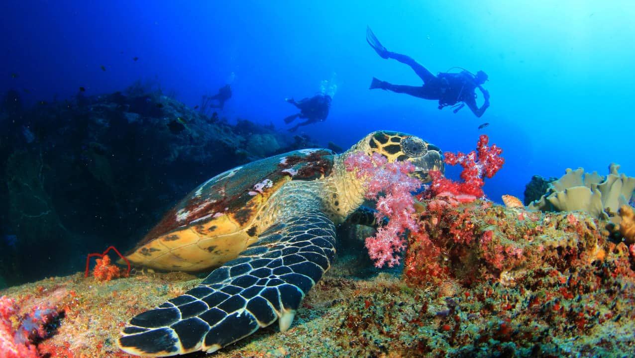 Ian Harvey Diving Feature Image Shutterstock