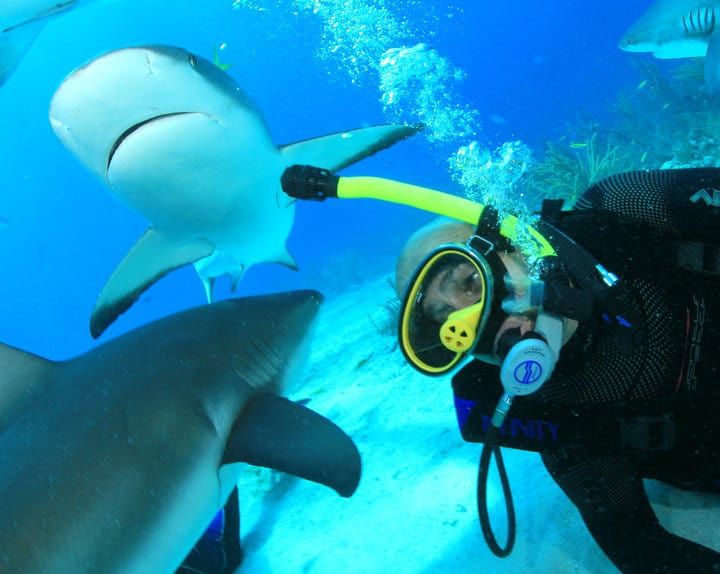 Ian Harvey Diving With Sharks