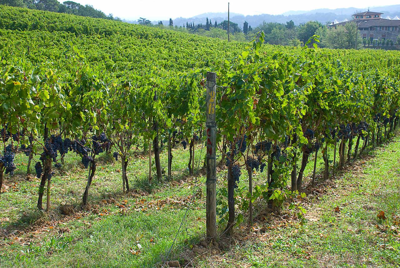 Stings Italian Estate Il Palagio Vineyards By Jaime Travezan Best Luxury Website 2021